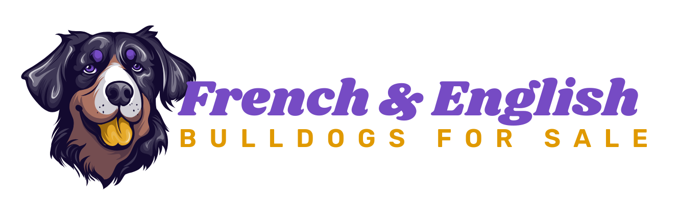 French and English Bull Dogs For Sale
